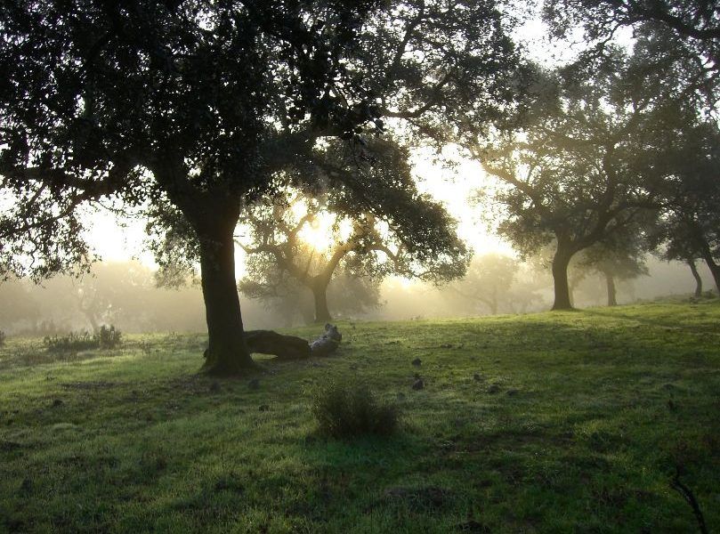 FSC España y la Junta de Extremadura firman un acuerdo de colaboración