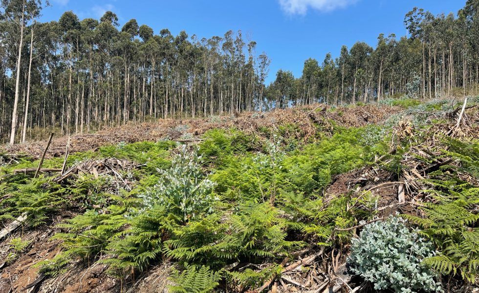 El volumen de madera licitado de montes públicos sufre una disminución del 29,72% respecto al primer trimestre