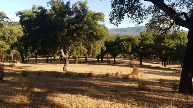 Una veintena de personas se forman para obtener el carné de sacador de corcho