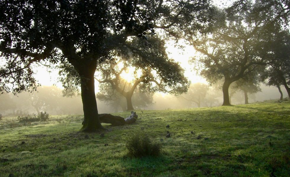 Los tapones de corcho natural sostenibles contribuyen a preservar y proteger los alcornocales
