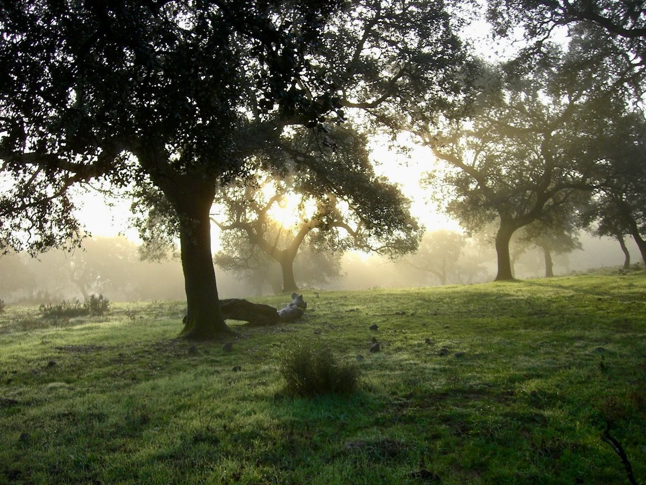 Los tapones de corcho natural sostenibles contribuyen a preservar y proteger los alcornocales