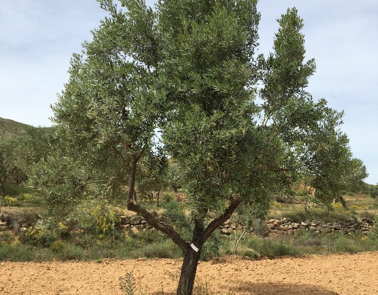 APADRINA UN OLIVO, nueve años haciendo historia