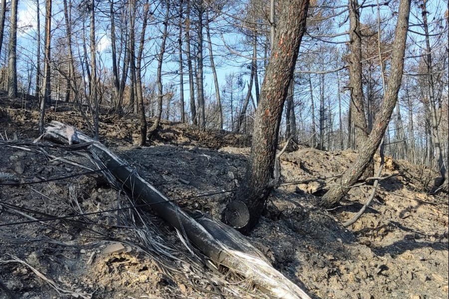 Los postes de comunicaciones de madera, idóneos frente a los incendios forestales