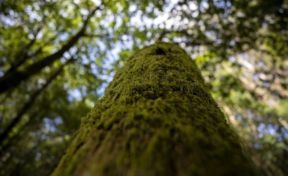 La XUNTA facilita al sector forestal una herramienta gratuita para la trazabilidad de los productos de la madera