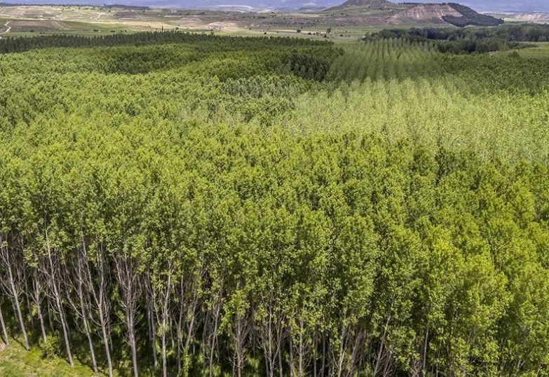 PEFC España refuerza en Bruselas el papel de la certificación forestal en las políticas europeas de sostenibilidad