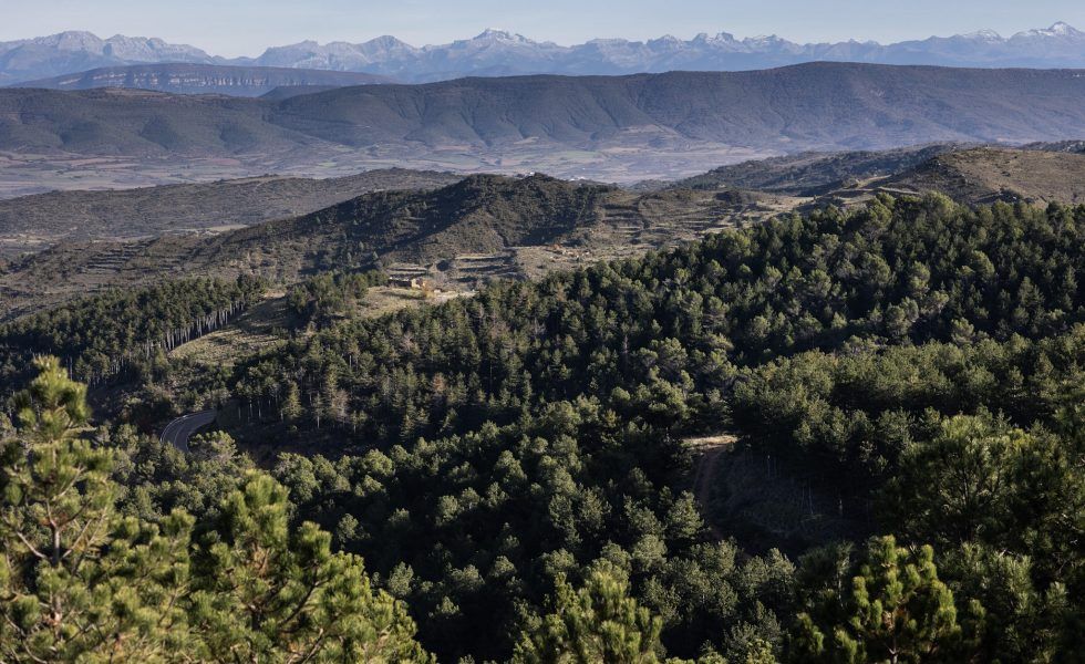DKV planta 1.501 árboles en Zaragoza en su iniciativa “Bosque Memorial”