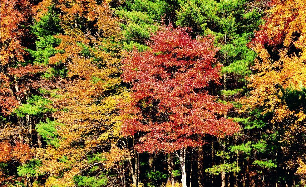 AHEC proyecta las bondades de la madera de frondosas estadounidenses a los profesionales de la construcción