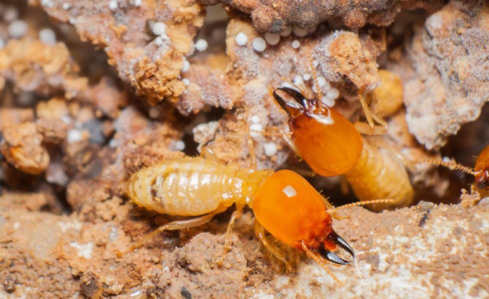 “La mejor medicina para enfrentarse a la termita es la prevención”
