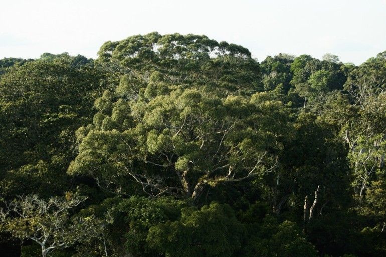 La ATIBT organiza un seminario web sobre la EUDR el 25 de enero