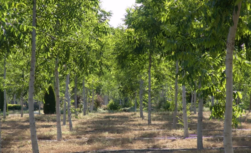 La tala sostenible de árboles como herramienta vital para el bosque