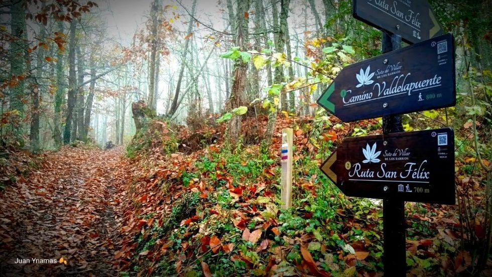 El bosque singular Soto de Villar de Los Barrios es el BOSQUE DEL AÑO en España