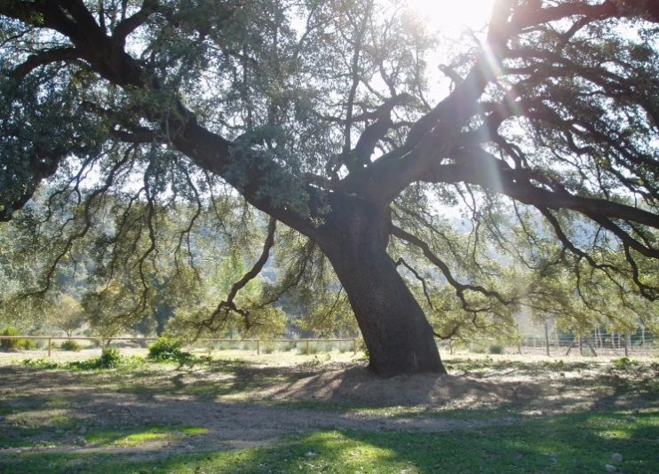 El Chaparro de la Vega será el representante español en el ÁRBOL EUROPEO DEL AÑO