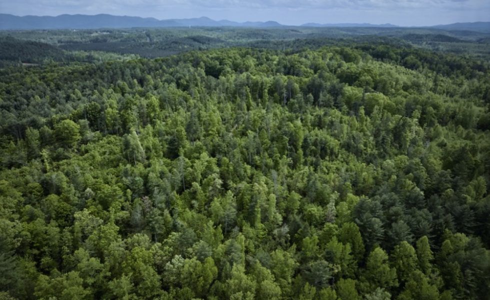 AHEC progresa en la geolocalización y la cadena de custodia ante la llegada del EUDR