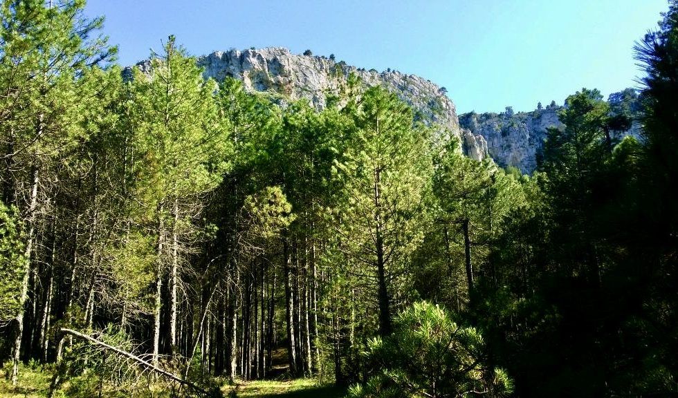 Los aprovechamientos forestales y la generación de empleo en los montes del entorno de Molina de Aragón