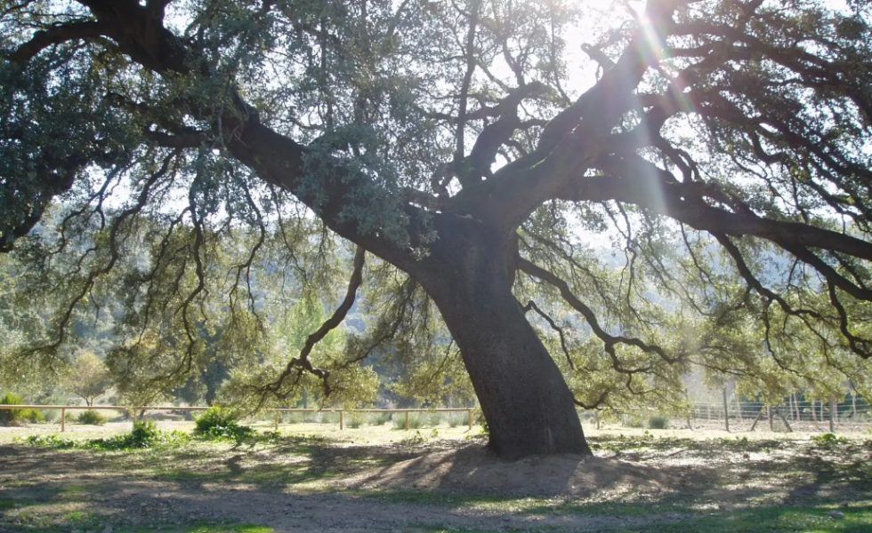 Conoce a los rivales del Chaparro de la Vega para ser ARBOL EUROPEO 2024