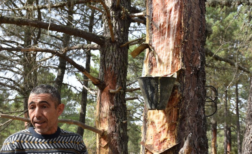 La Diputación de Cuenca incrementa la ayuda individual para los resineros hasta 1.500 euros