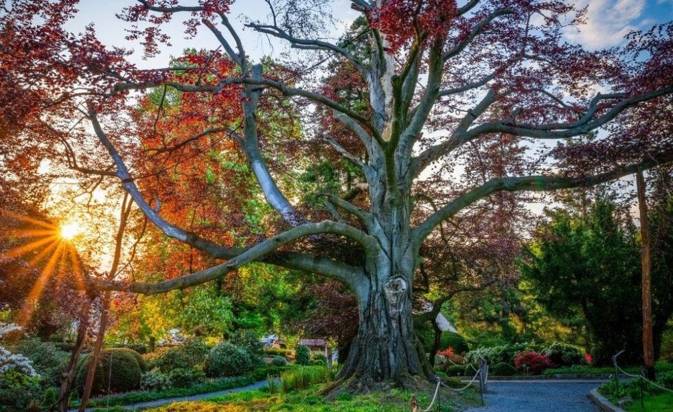 El haya polaco es el Árbol Europeo del Año en 2024