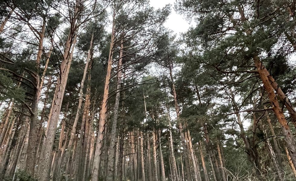 Las adjudicaciones de madera muestran una estabilización en el precio