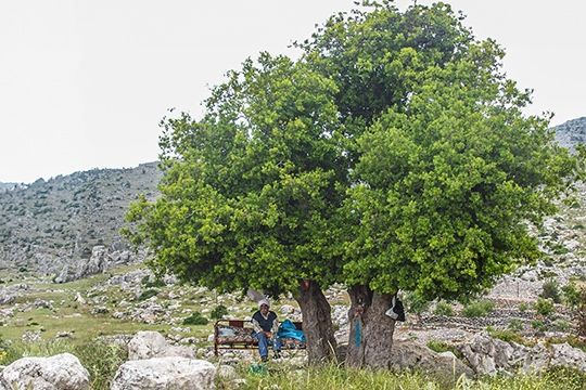 Reserve la fecha para la 8ª Semana Forestal Mediterránea