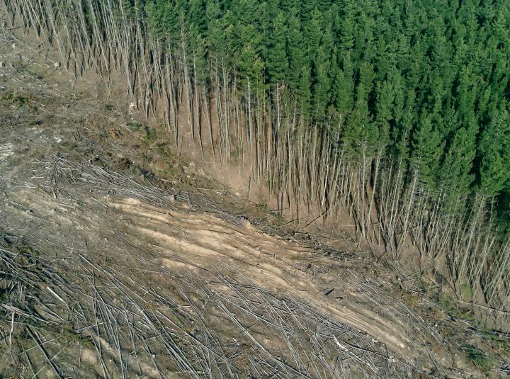 FSC convoca el evento “Alineados con la EUDR” el miércoles 3 de julio