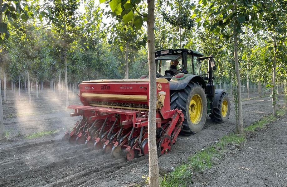 Populicultores de Granada ponen en marcha una experiencia pionera de cultivo de chopo y cáñamo industrial
