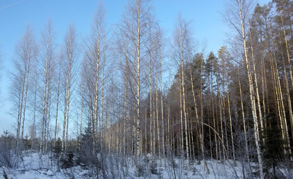 Impactos del cambio climático en los bosques