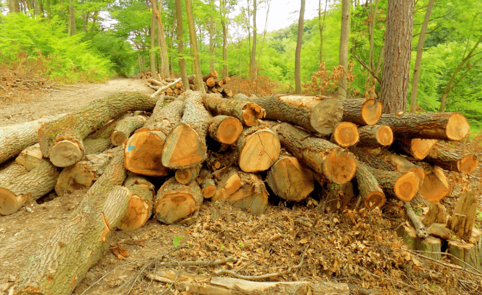 MADEREA contribuye a la transparencia en el mercado de la madera