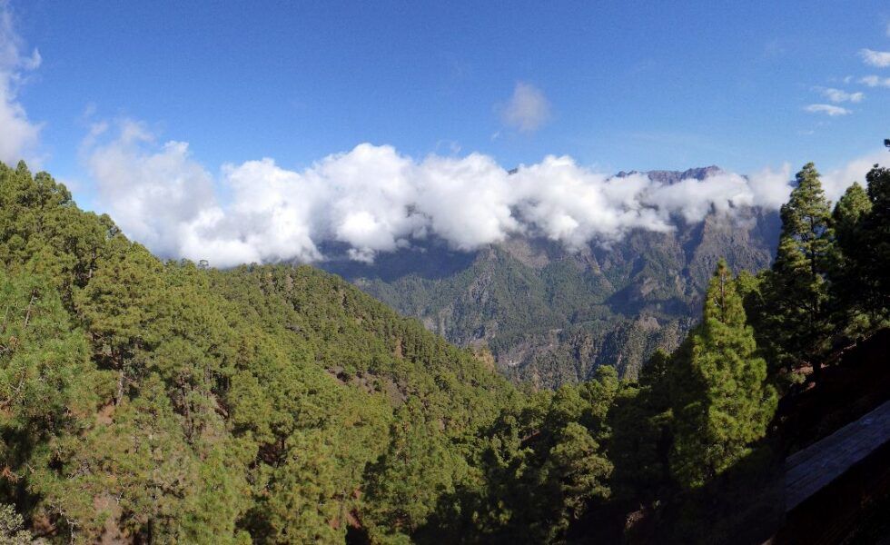 Canarias activa el céntimo forestal para crear un fondo de lucha contra el cambio climático