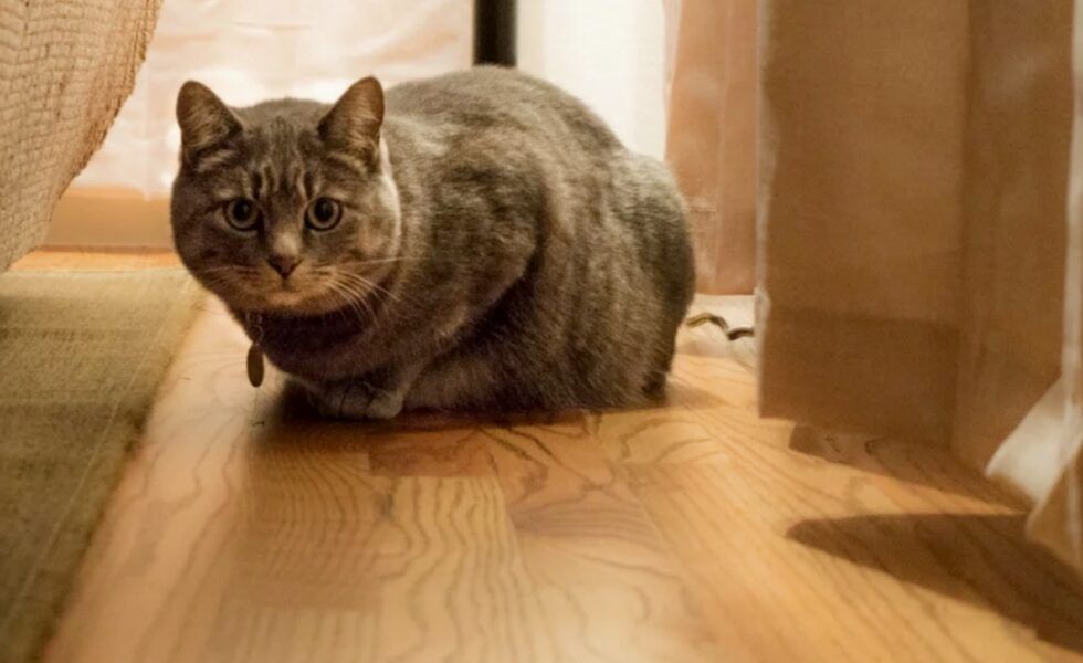 Emplaste al agua LYSSOLEN