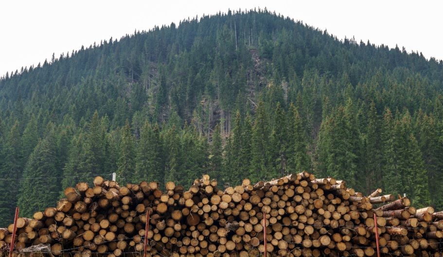 Disminución en el volumen de madera licitada de montes públicos en el tercer trimestre de 2025