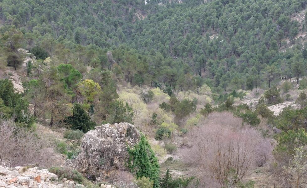 “Gestión forestal para la adaptación al cambio climático de los pinares de pino carrasco: los propietarios forestales privados como pieza fundamental del futuro de nuestros bosques”