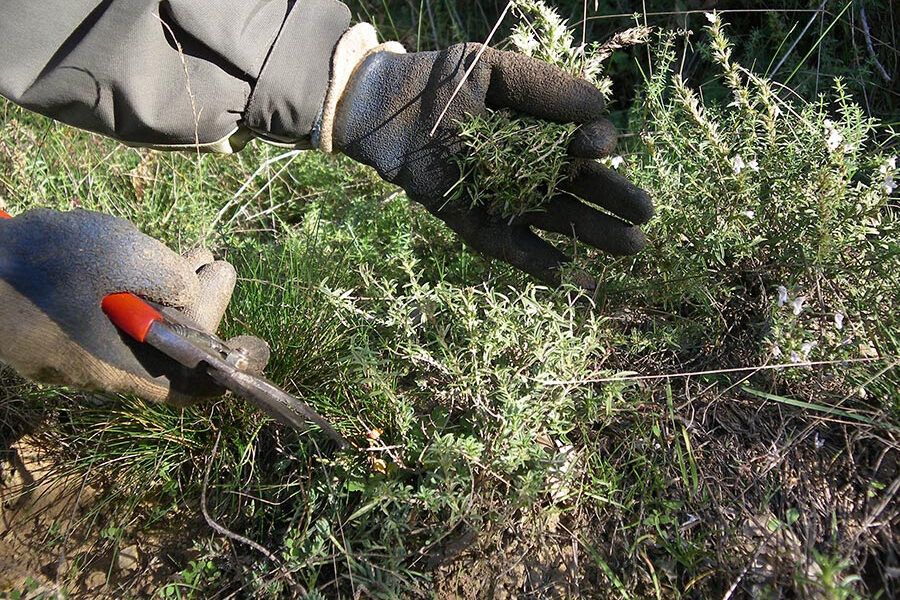 PEFC España celebra el Día Internacional de los Bosques poniendo en valor los sabores de bosques sostenibles