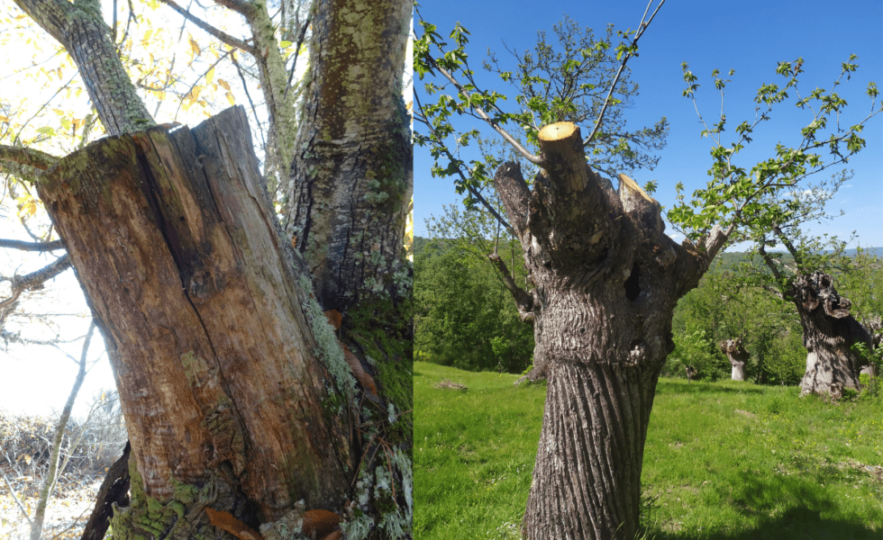 FORESNA te invita a un taller sobre poda de castaño