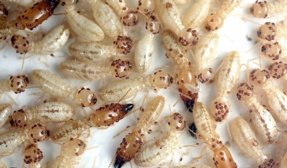 Las termitas subterráneas afectan al 80% de los municipios en España