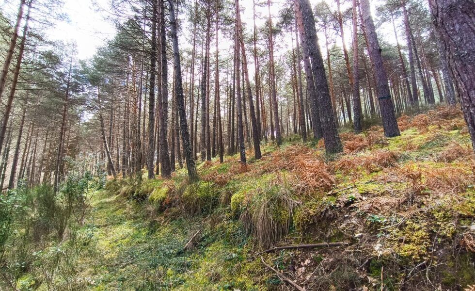 Vega de Espinareda albergará el primer bosque laboratorio de Castilla y León