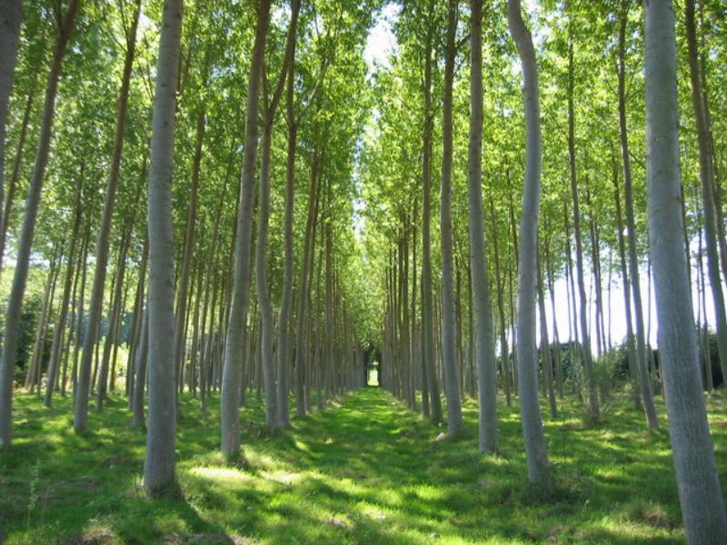 El Gobierno de La Rioja destina 500.000 euros a la gestión forestal sostenible