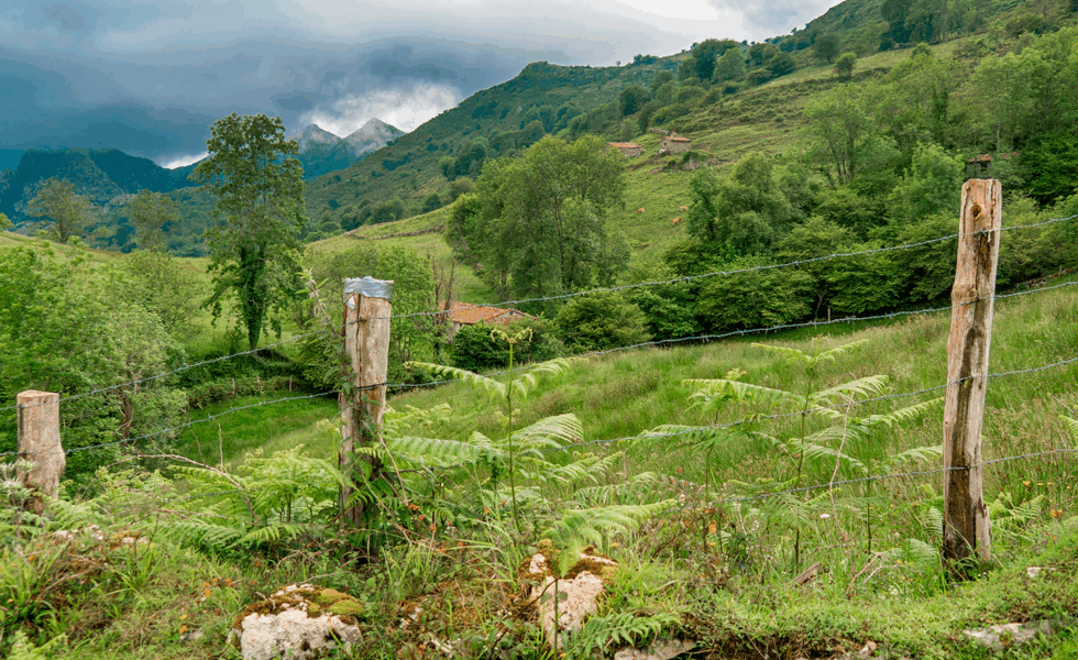 Conoce los últimos avances de la ciencia forestal española
