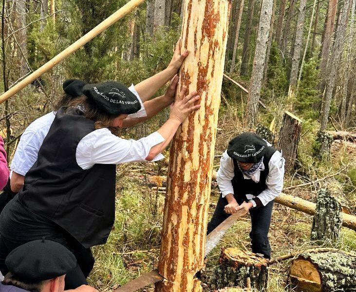 Peralejos de las Truchas celebra la corta de troncos previa a la Fiesta Ganchera