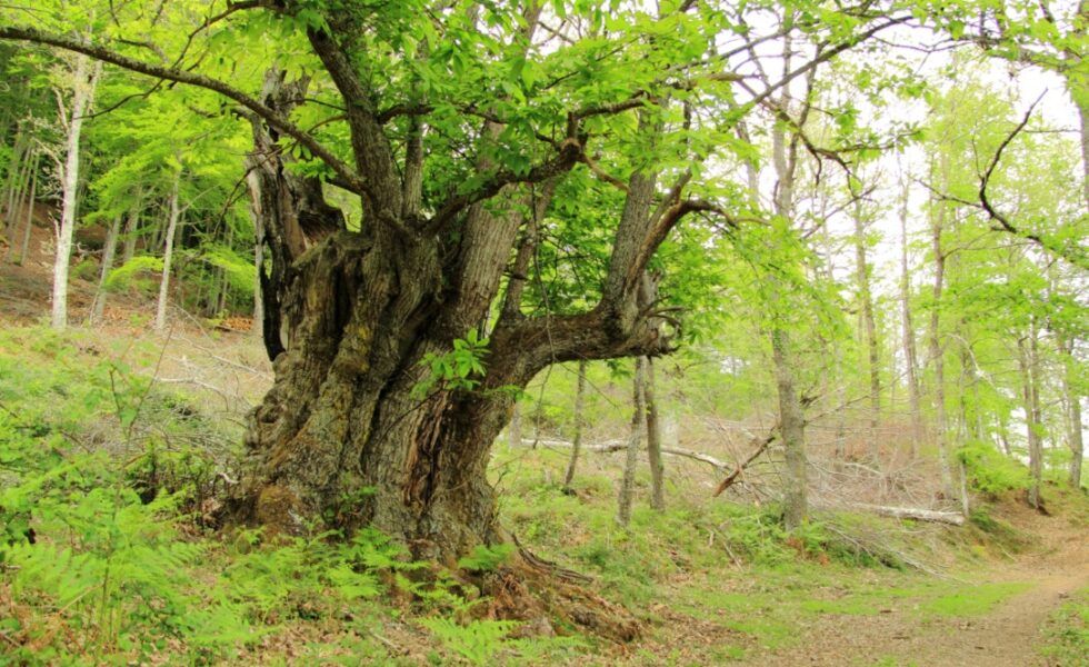 El castañar de Apellániz es el mayor y mejor conservado del País Vasco