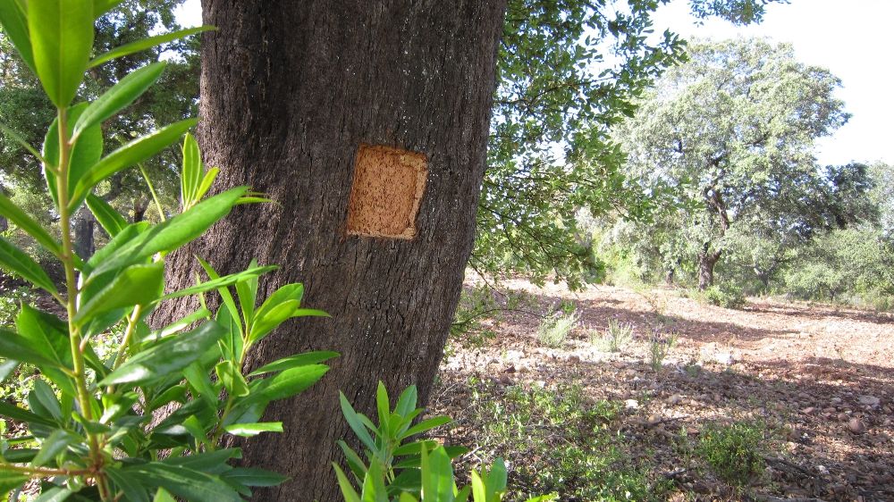 CICYTEX oferta a propietarios de alcornocales un servicio para estimar la calidad del corcho