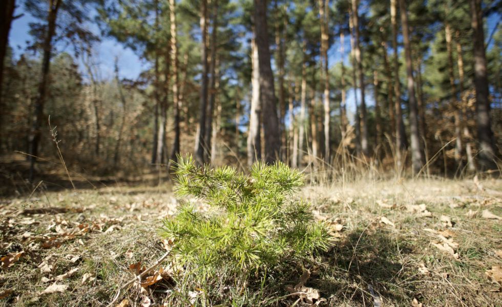 Participa en el concurso de Buenas Prácticas en Bioeconomía Forestal