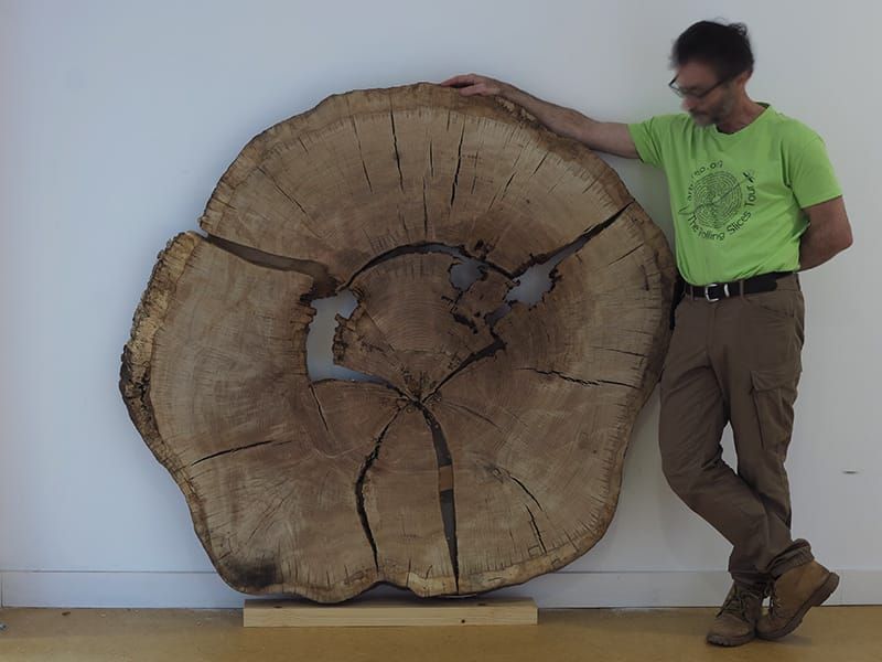 Huéscar acoge una exposición que enseña a “leer” la historia escrita en los anillos de los árboles