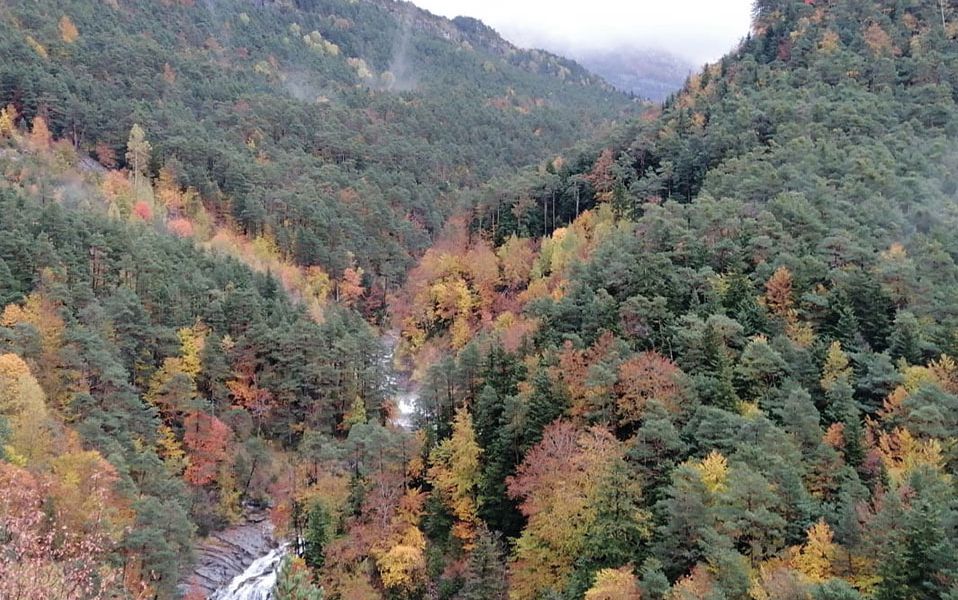 Dos nuevos seminarios técnicos impulsan la innovación y sostenibilidad en el sector forestal