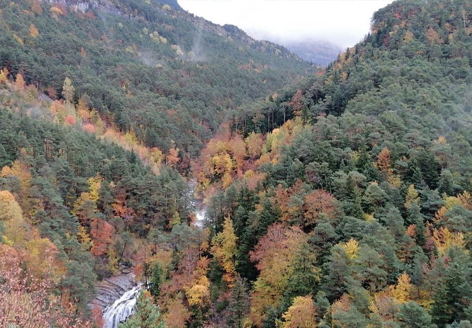 Dos nuevos seminarios técnicos impulsan la innovación y sostenibilidad en el sector forestal