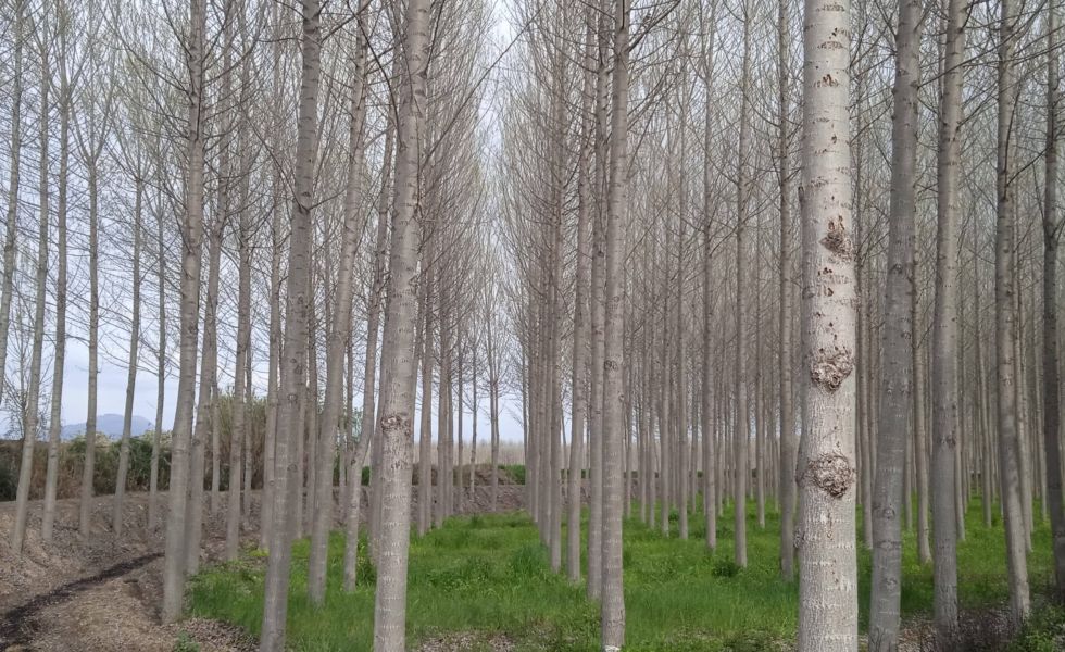 Valderrubio acoge una jornada del valor de las choperas en bioeconomía circular