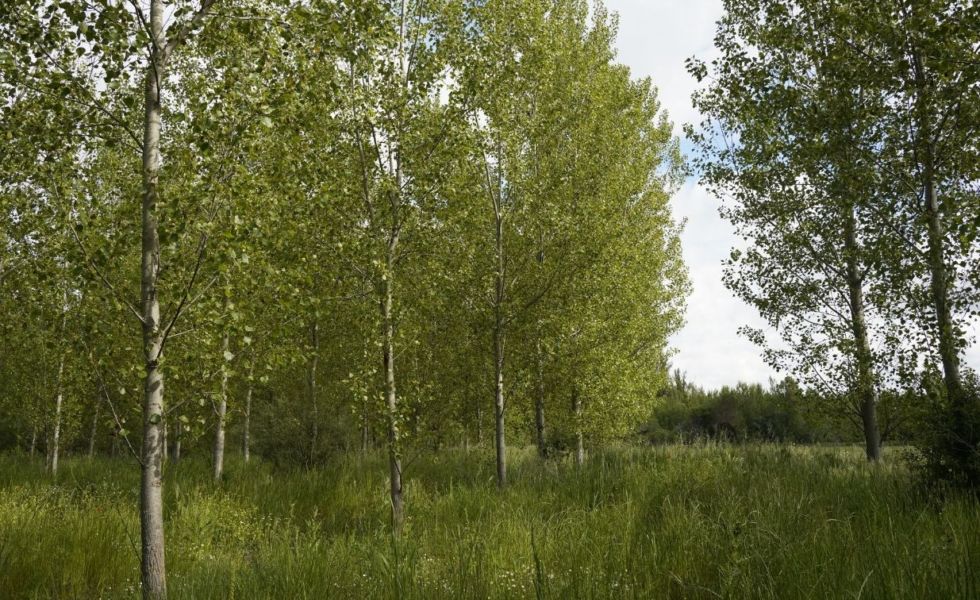 El proyecto RECONECTA impulsa la gestión forestal sostenible en los grandes pulmones rurales de España 