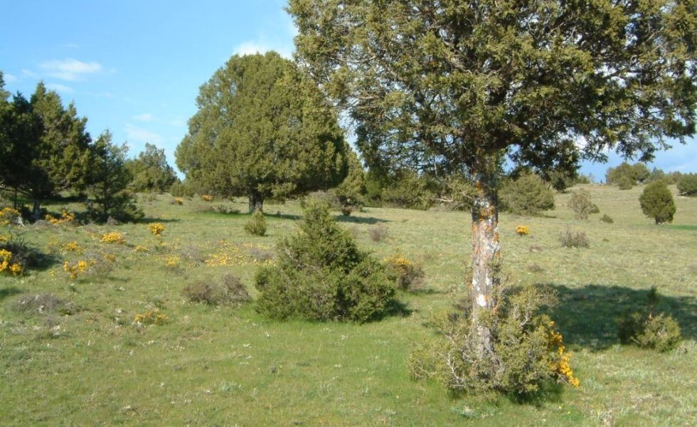 Una investigación de la UPV analiza la resiliencia de los sabinares sorianos