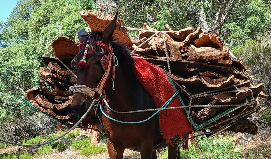 Andalucía extraerá este año más de un millón de kilos de corcho de los montes públicos