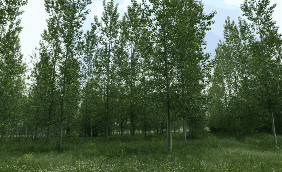 GARRAY marca un hito en la gestión forestal con la venta de un lote de choperas por un valor de 386.000 euros