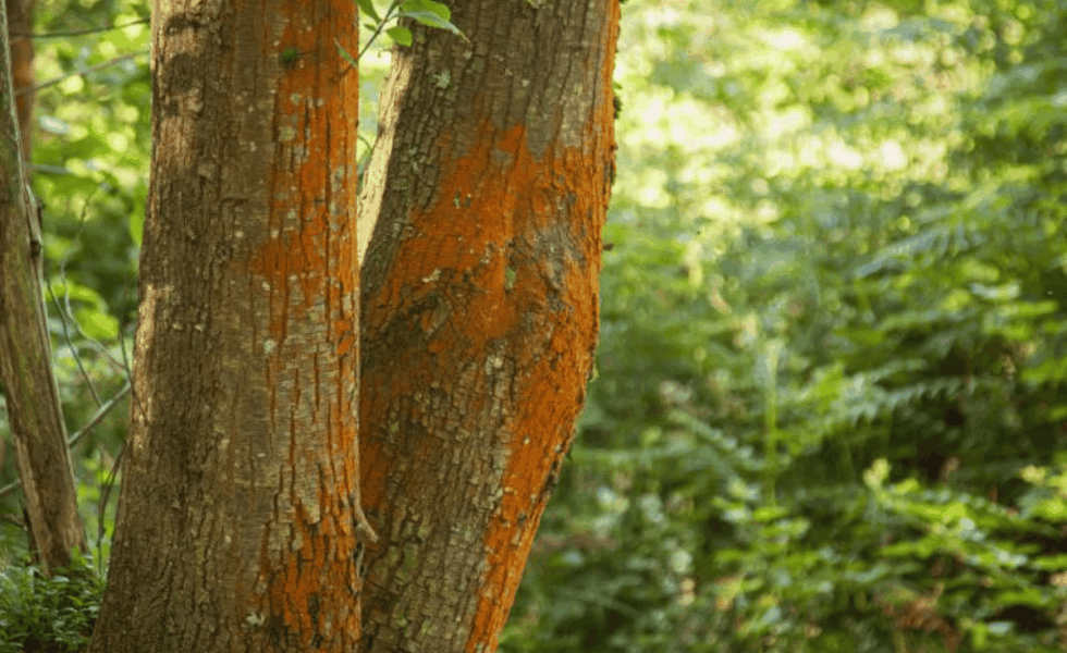 Ventajas de usar madera certificada en reforma e interiorismo residencial